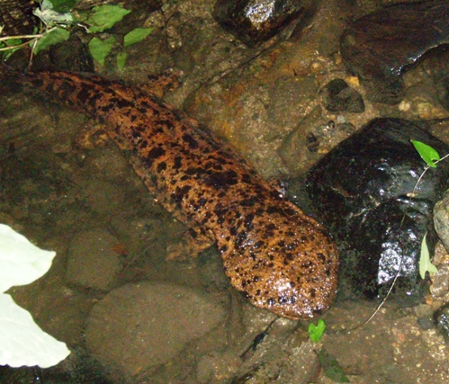 特別天然記念物オオサンショウウオ 瀬戸市