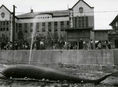 瀬戸川に浮かぶクジラの模型