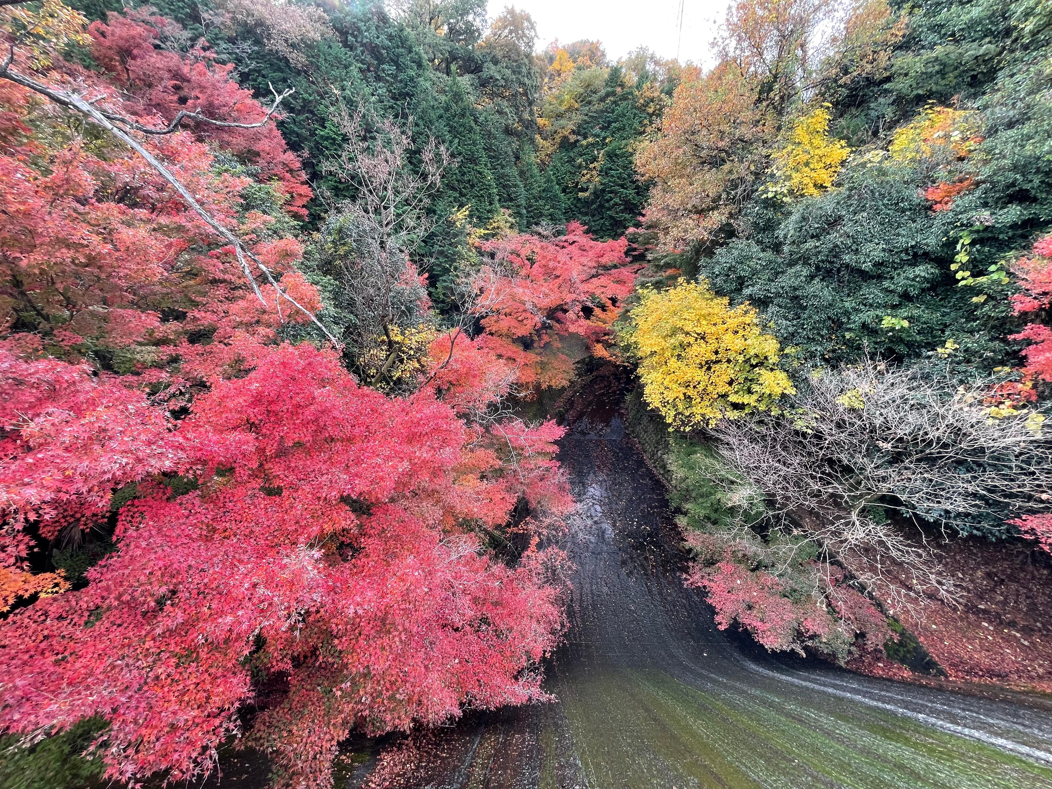 馬ヶ城浄水場のダムの上から紅葉に色づく下の景色を撮影した画像
