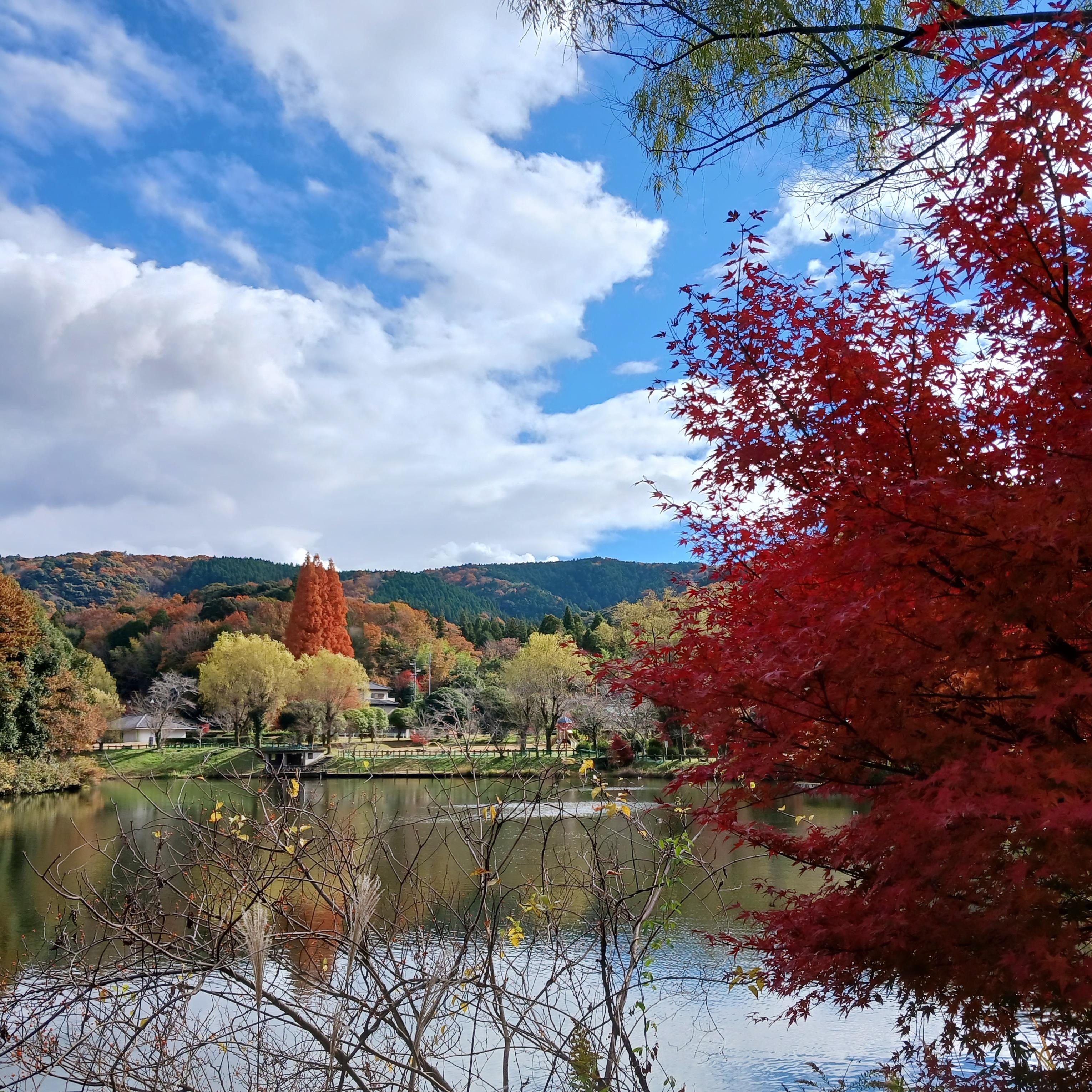 定光寺公園の紅葉の写真