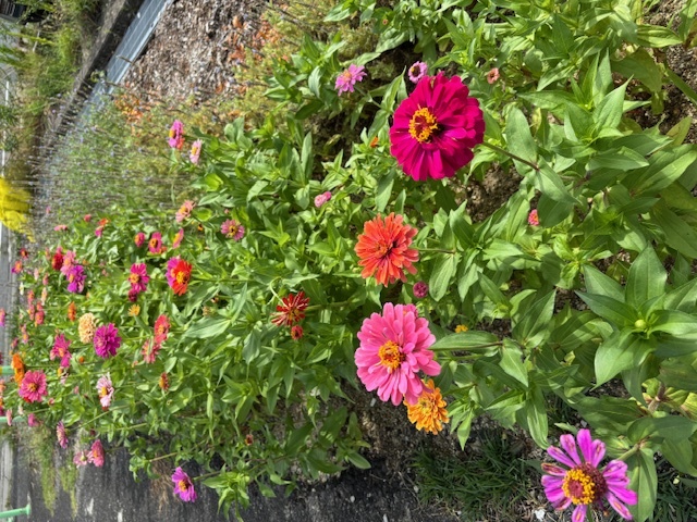 駅前花壇