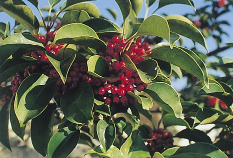 瀬戸市の木 「くろがねもち」の写真