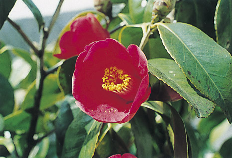 瀬戸市の花 「つばき」の写真