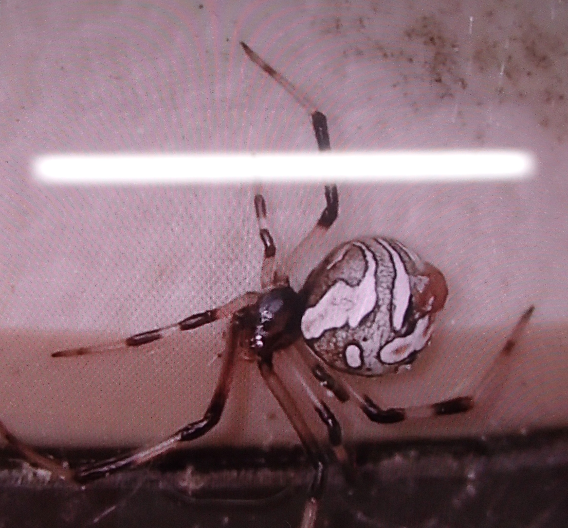 ハイイロゴケグモ