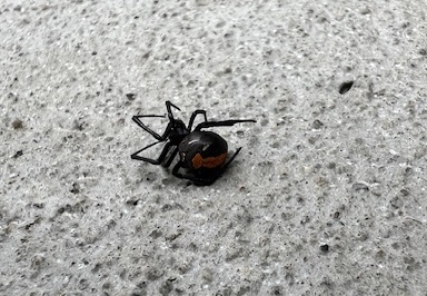 セアカゴケグモ2