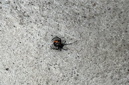 セアカゴケグモ3