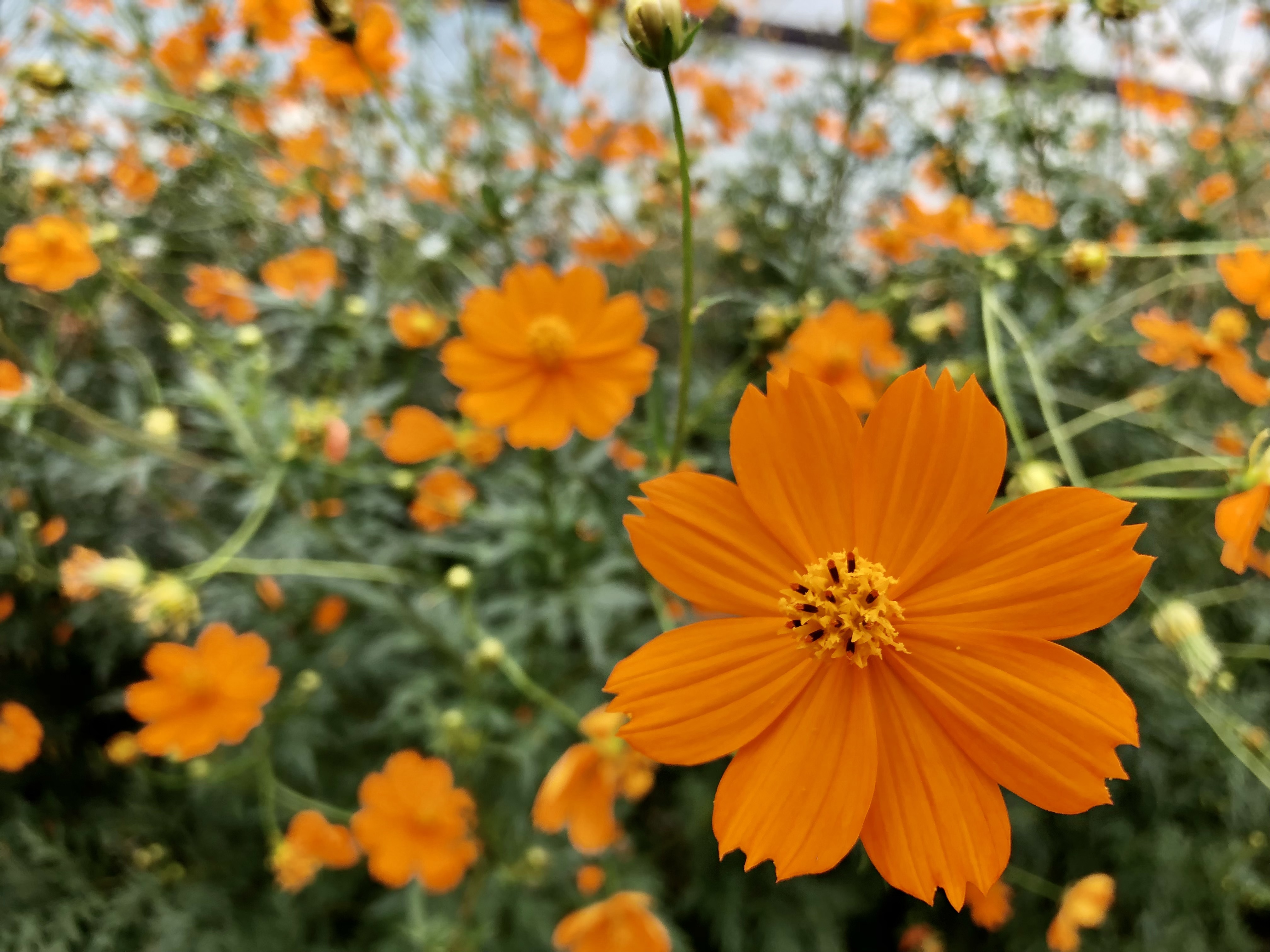 2022コスモス.jpg 2022コスモス.jpg